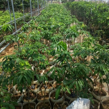 无籽荔枝美植袋苗高度50-60cm量多价优！