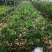 无籽荔枝美植袋苗高度50-60cm量多价优！