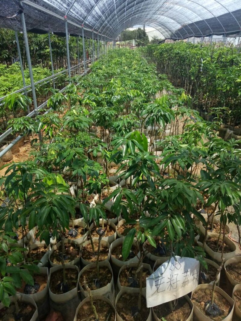无籽荔枝美植袋苗高度50-60cm量多价优！