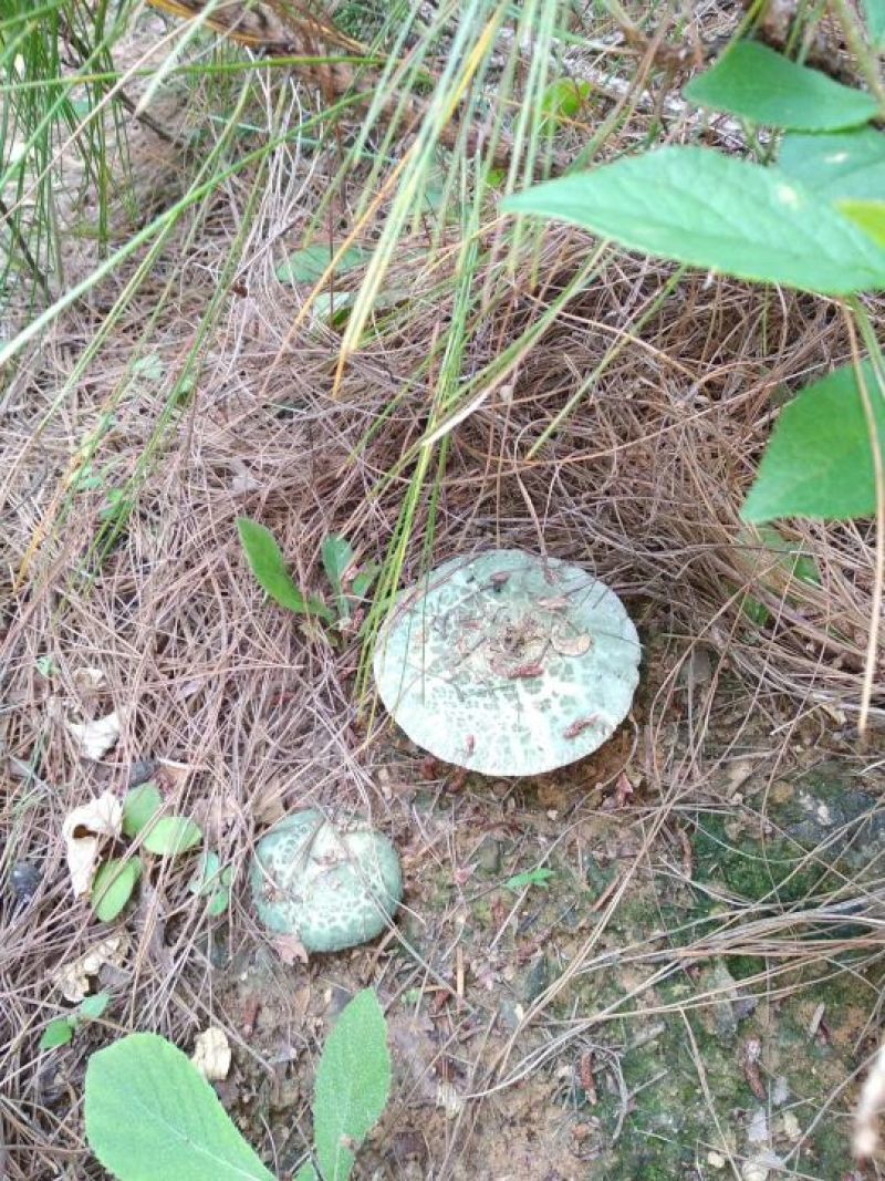 野生菌云南