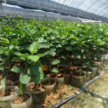 红宝石芭乐美植袋（番石榴）高度60-70公分