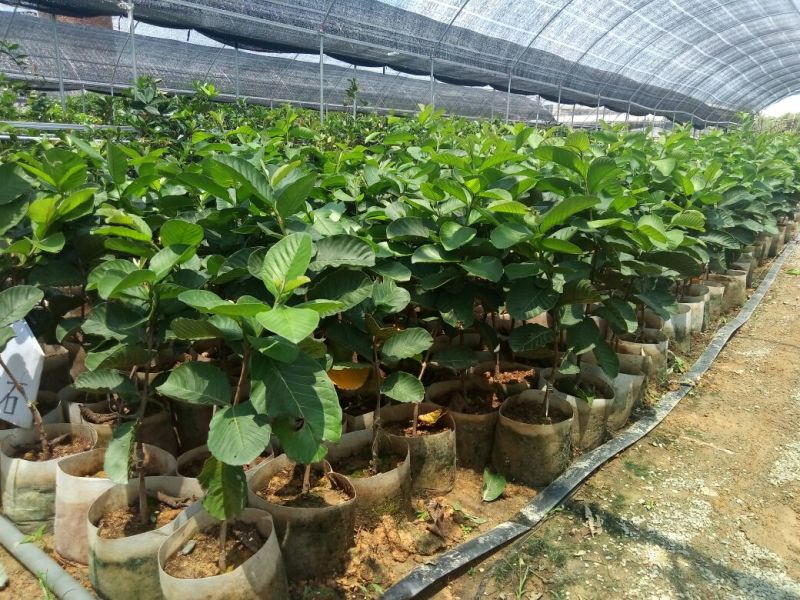 红宝石芭乐美植袋（番石榴）高度60-70公分