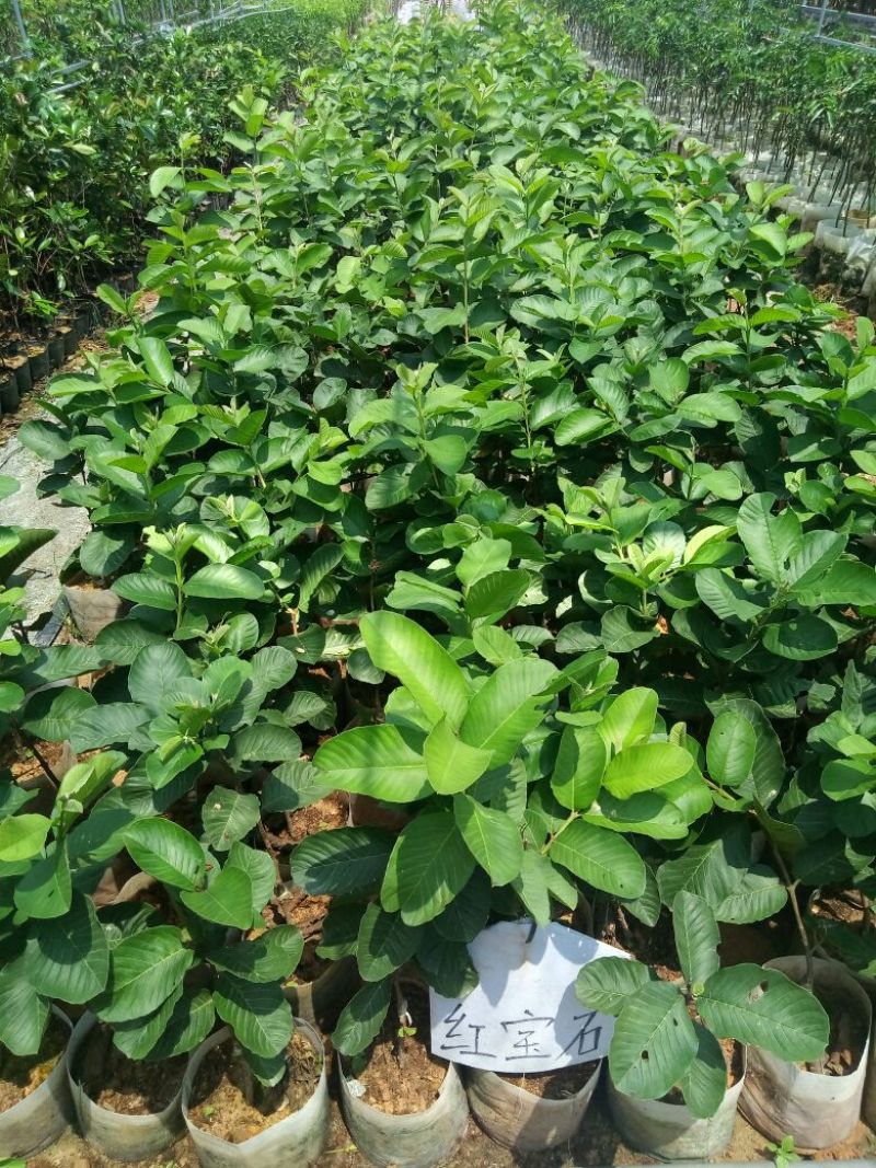 红宝石芭乐美植袋（番石榴）高度60-70公分