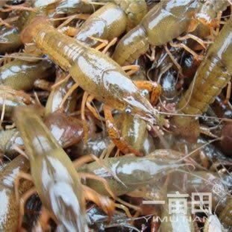 小龙虾