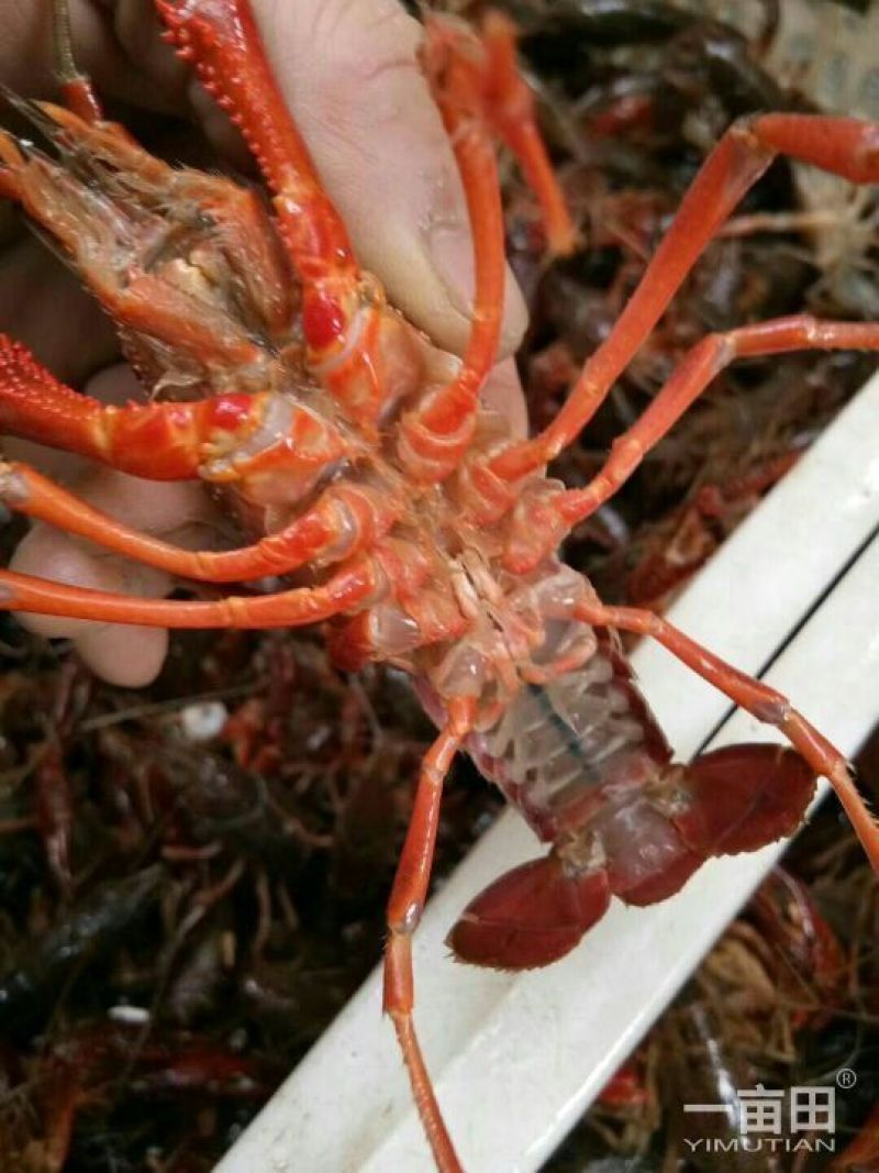 小龙虾