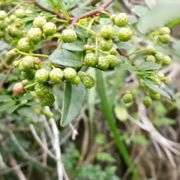 野生/花椒:野外自然生成，味道自然香郁，