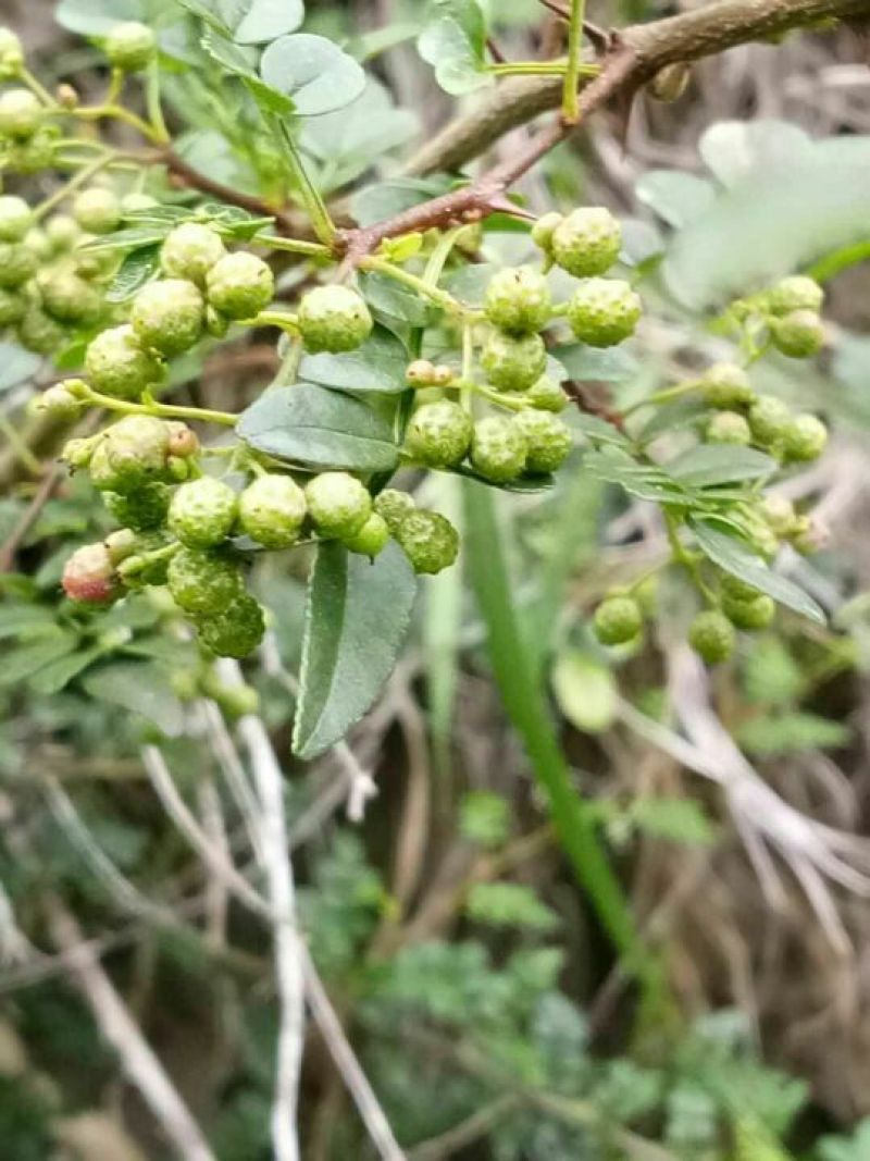 野生/花椒:野外自然生成，味道自然香郁，