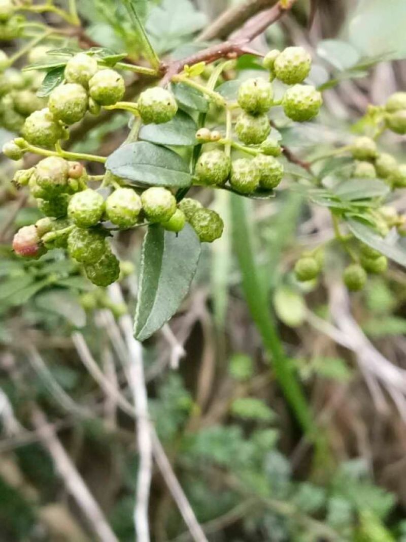 野生/花椒:野外自然生成，味道自然香郁，