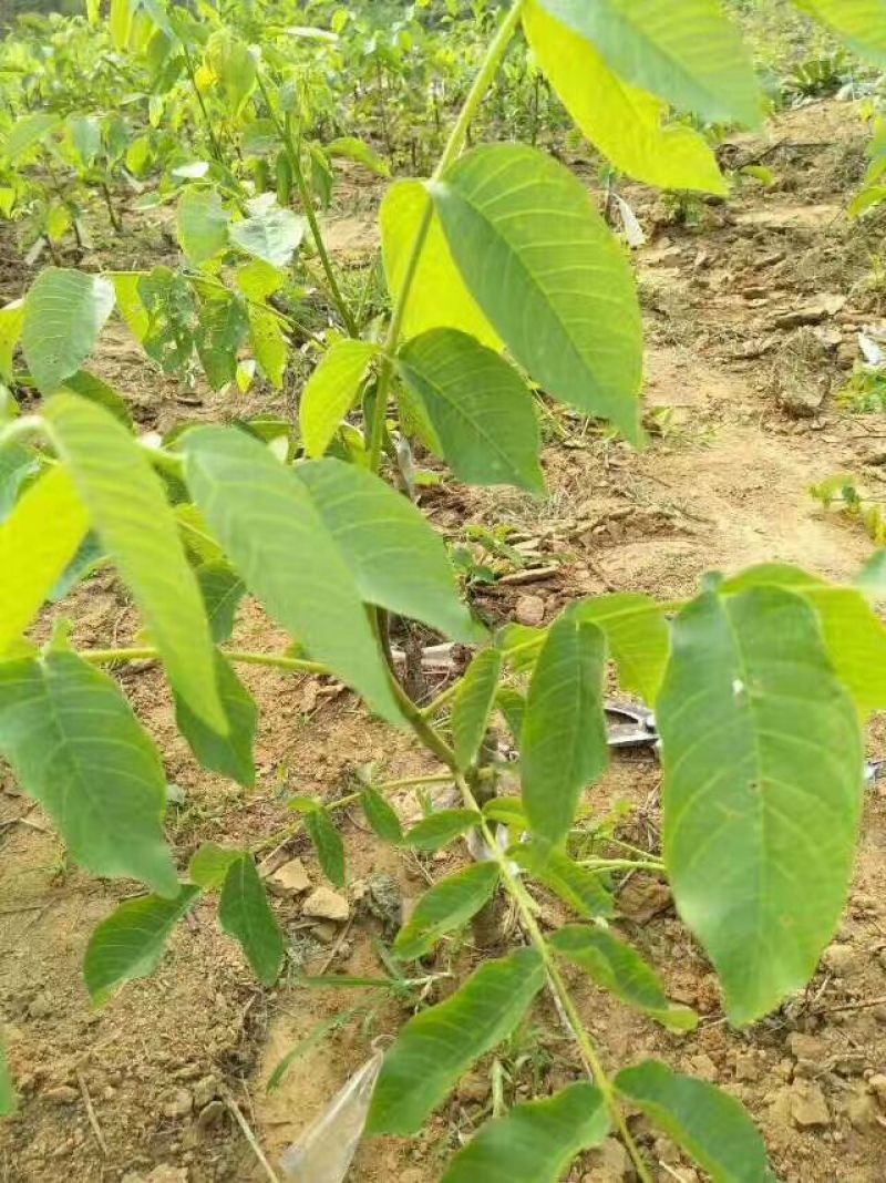 核桃苗薄皮核桃苗纸皮核桃苗2年核桃苗2公分核桃树