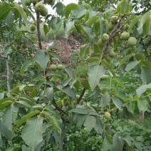 核桃苗薄皮核桃苗纸皮核桃苗2年核桃苗2公分核桃树