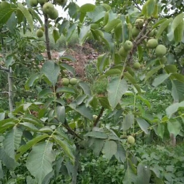 核桃苗薄皮核桃苗纸皮核桃苗2年核桃苗2公分核桃树