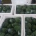 河北西兰花，耐寒优秀西兰花0.8~1.2斤，产地直发