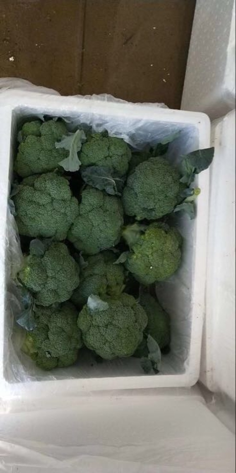 河北西兰花，耐寒优秀西兰花0.8~1.2斤，产地直发