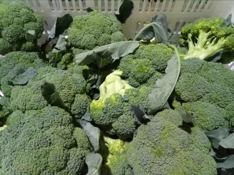 河北西兰花，耐寒优秀西兰花0.8~1.2斤，产地直发