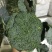 河北西兰花，耐寒优秀西兰花0.8~1.2斤，产地直发