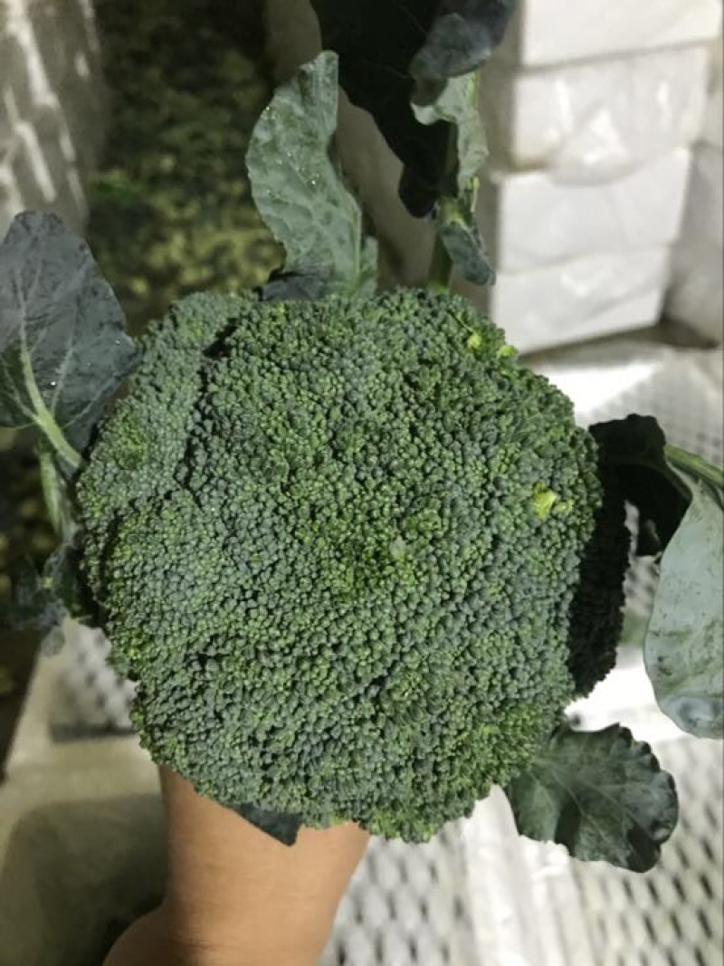 河北西兰花，耐寒优秀西兰花0.8~1.2斤，产地直发