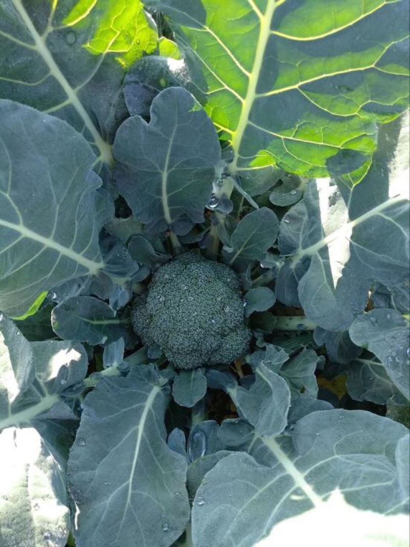 河北西兰花，耐寒优秀西兰花0.8~1.2斤，产地直发