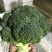 河北西兰花，耐寒优秀西兰花0.8~1.2斤，产地直发
