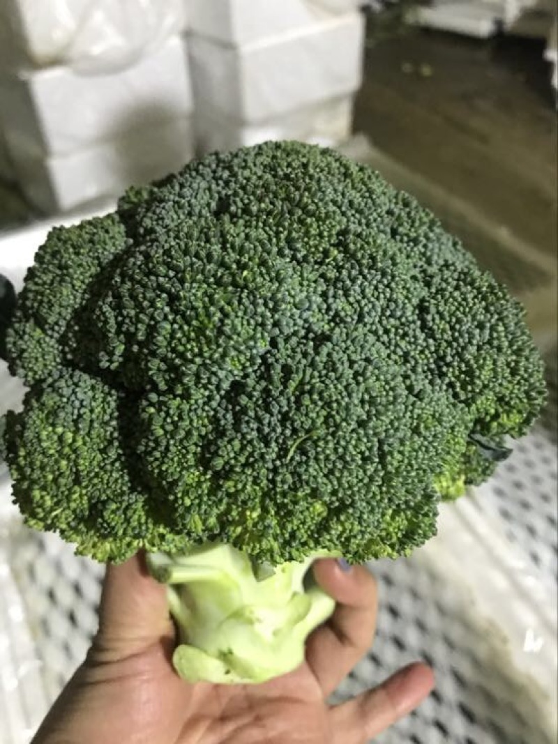河北西兰花，耐寒优秀西兰花0.8~1.2斤，产地直发