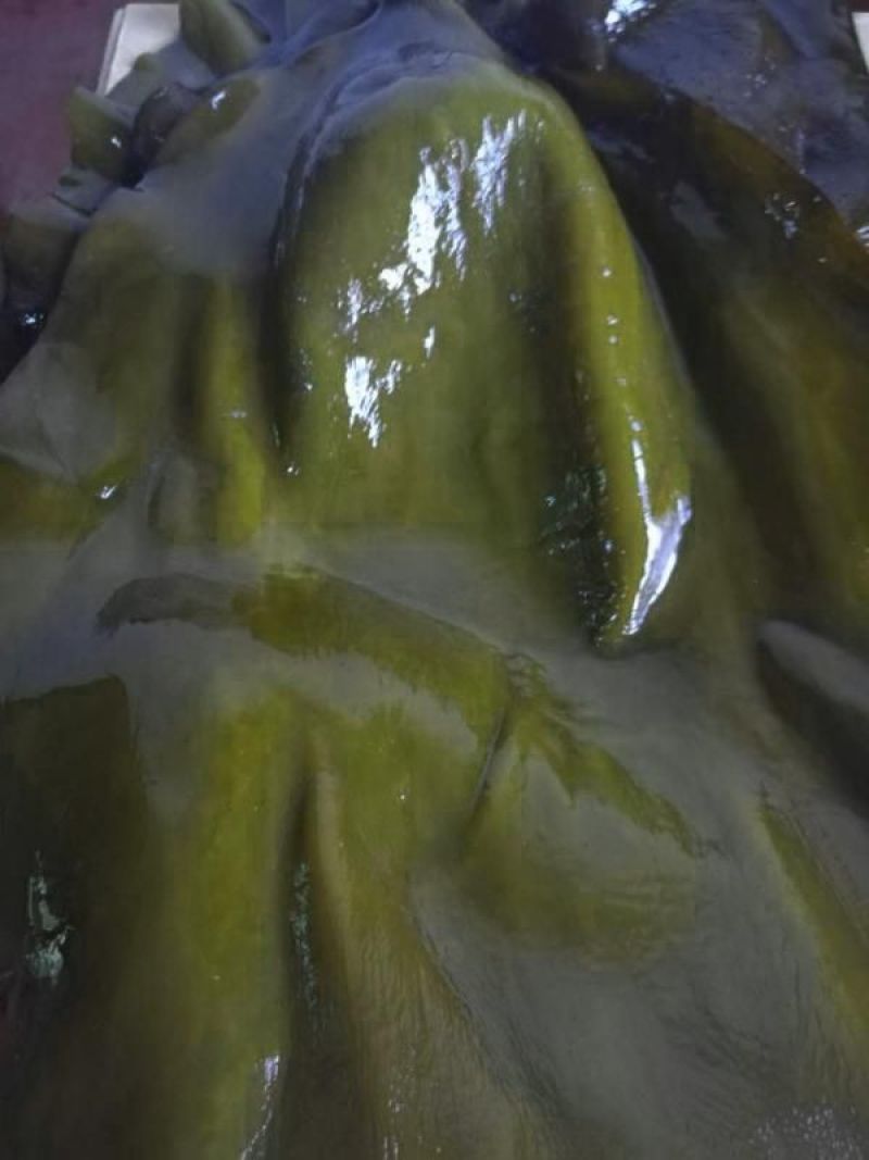 优品海带，整条干海带，带头带尾