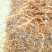 黄花菜