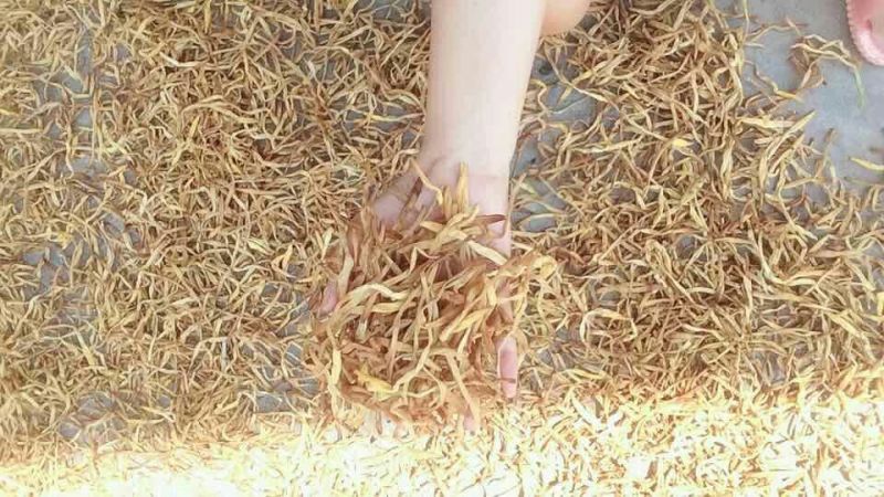 黄花菜