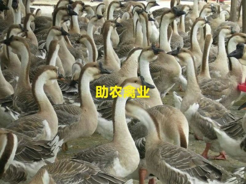 狮头鹅苗
