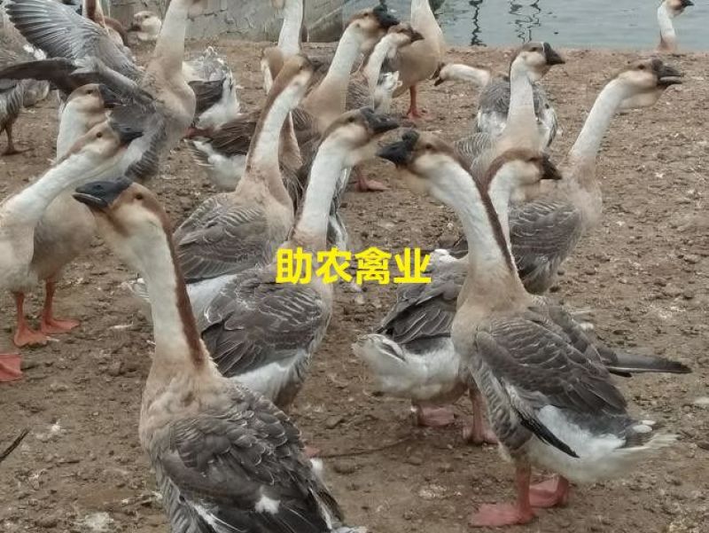 狮头鹅苗