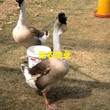 狮头鹅苗