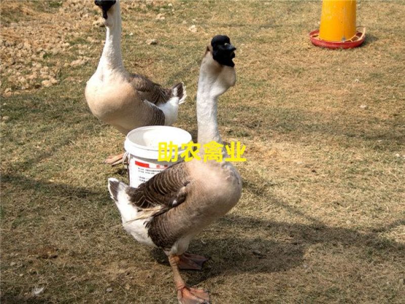 狮头鹅苗