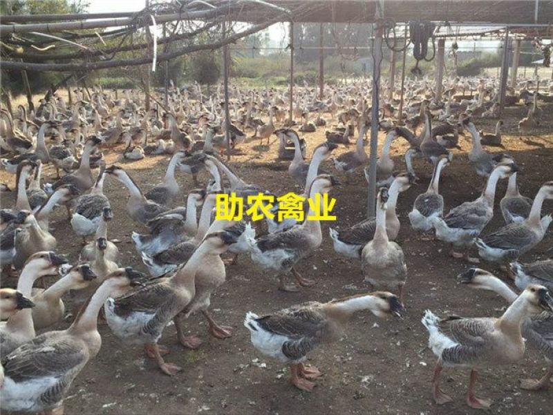 狮头鹅苗