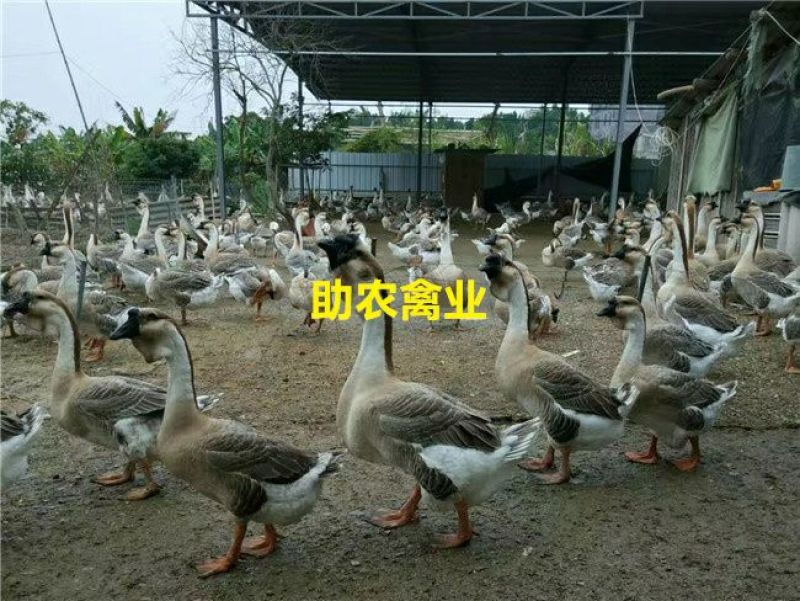 狮头鹅苗