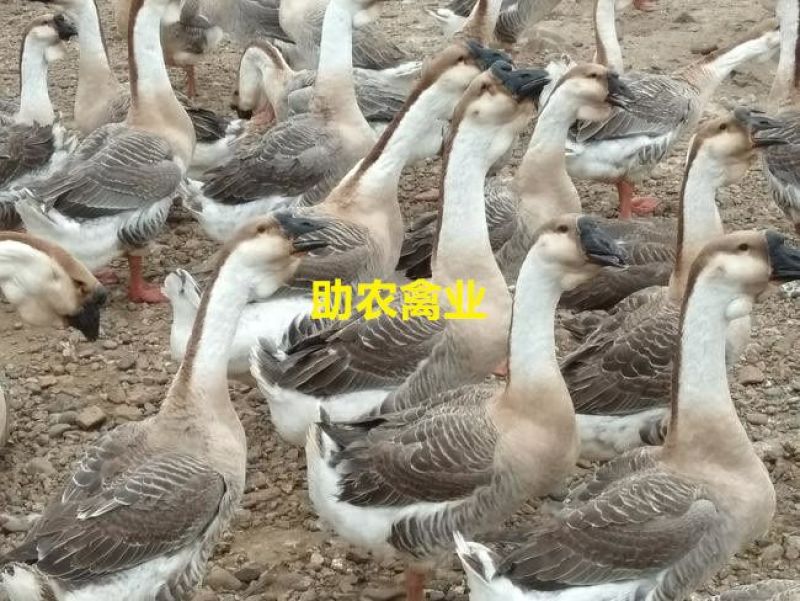 狮头鹅苗