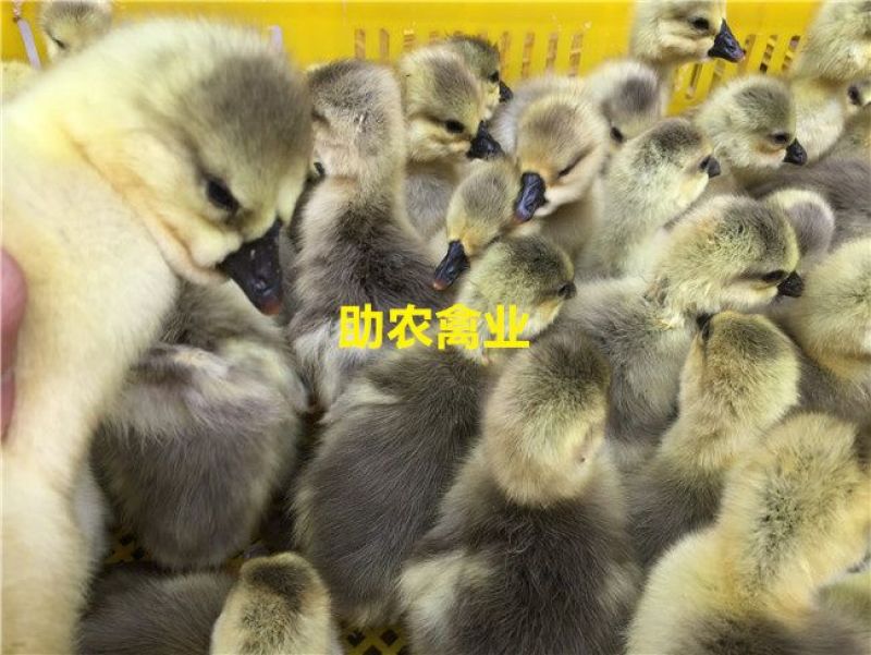 狮头鹅苗