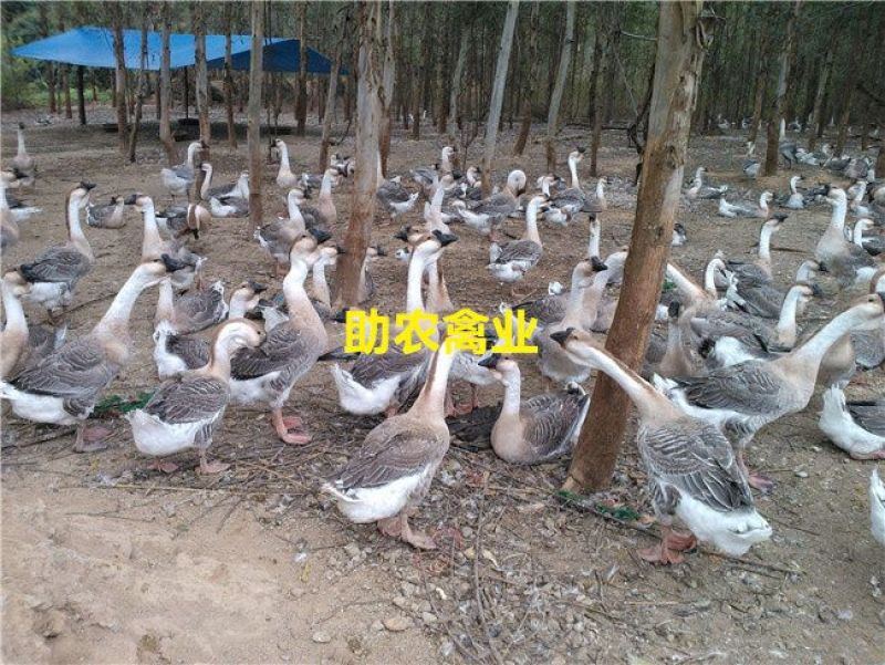 狮头鹅苗