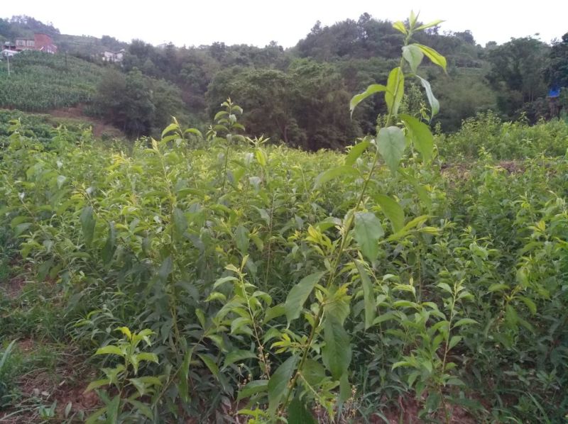 清脆李苗，李子苗，四川脱骨李子苗，青翠李子苗