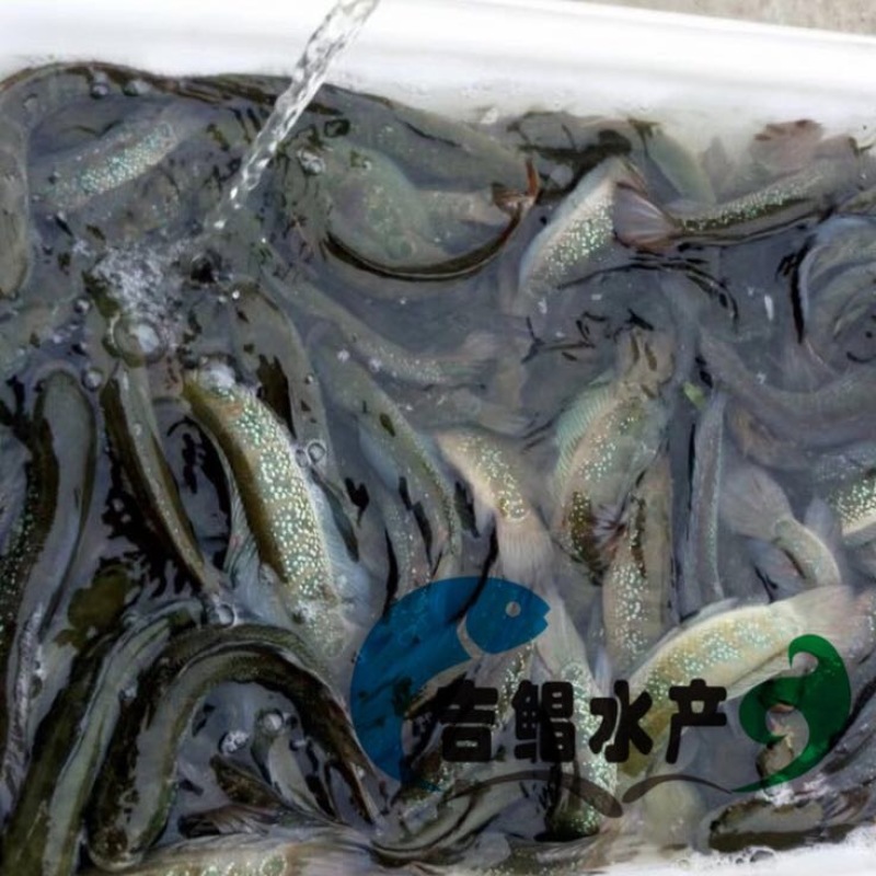 月鳢鱼苗七星鱼苗淡水养殖