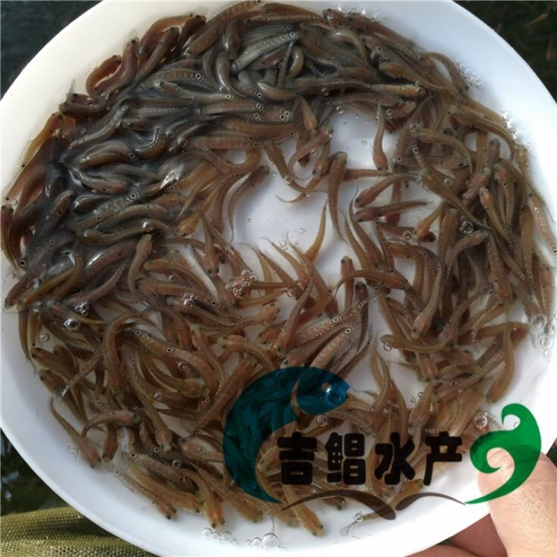 月鳢鱼苗七星鱼苗淡水养殖