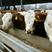 西门塔尔牛种牛包运输包回收包成活每头补贴一千元