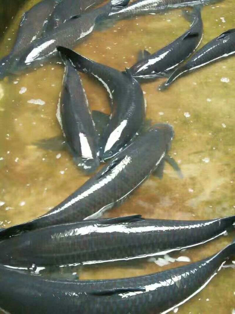 鲫鱼，成品鲫鱼，基地直发，量大可以免费送货。