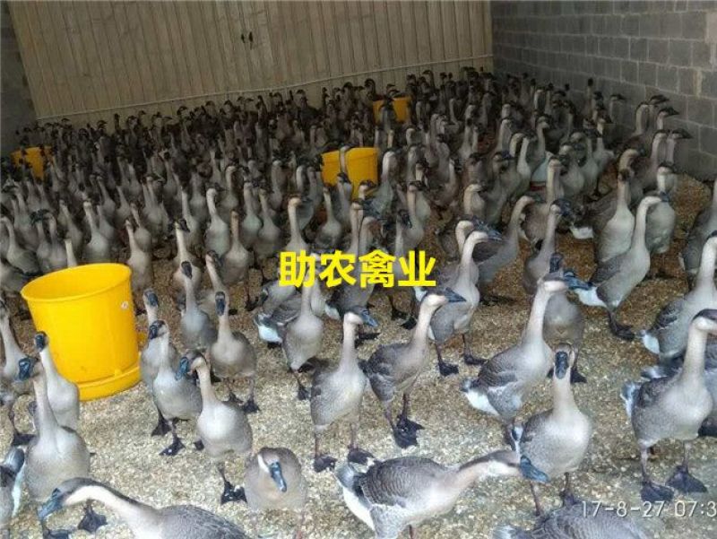 马岗鹅苗