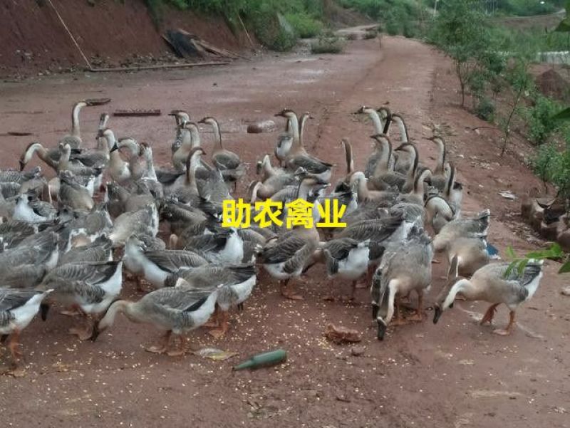 马岗鹅苗