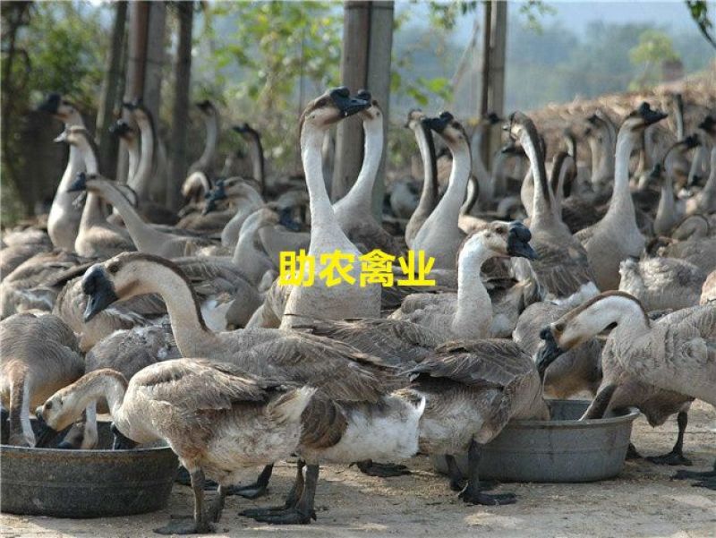 马岗鹅苗