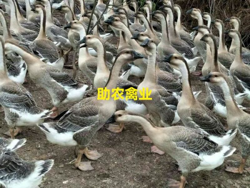 马岗鹅苗