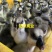 马岗鹅苗