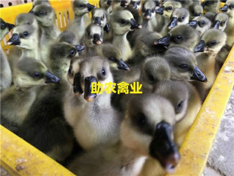 马岗鹅苗