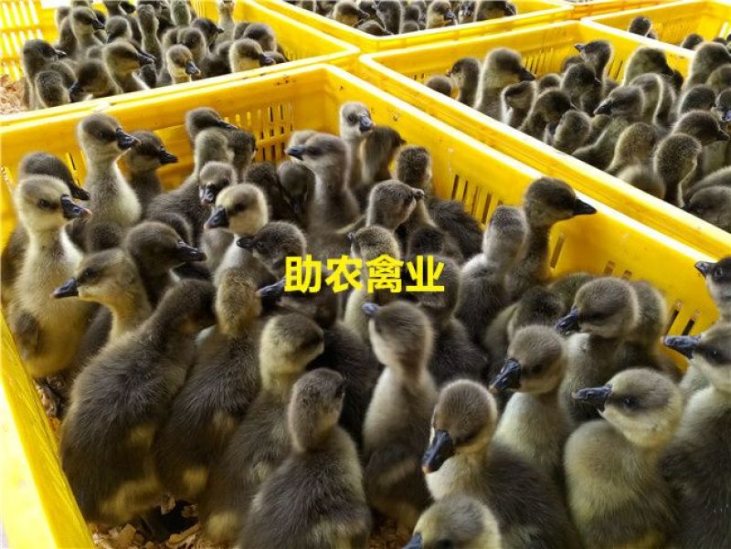马岗鹅苗