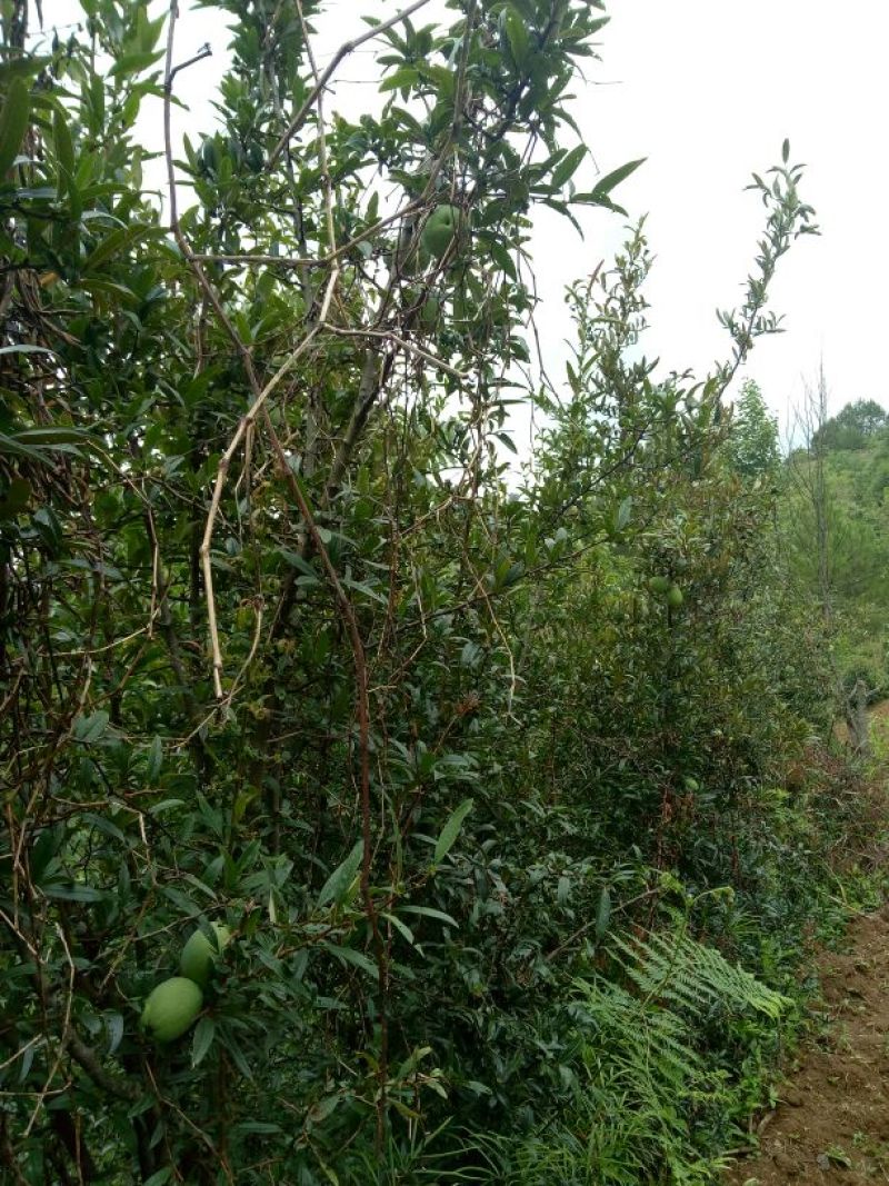 白木瓜（云南酸木瓜）