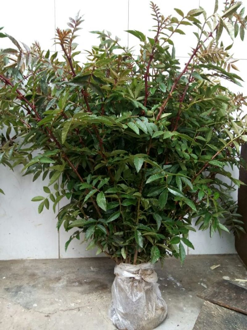 花椒苗
