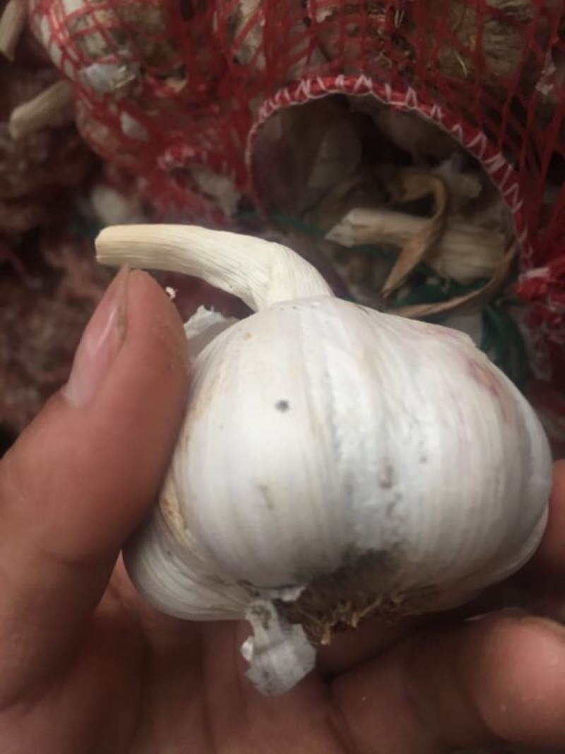 大蒜混级统货干蒜